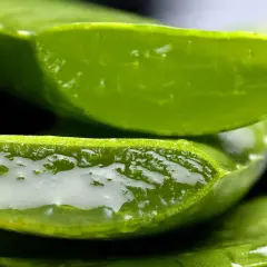 Przekrojony aloes z widocznym, żelowym miąższem. Aloes na co pomaga? Na nawilżenie i regenerację skóry.