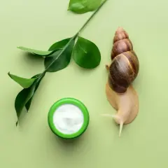 Ślimak z muszlą obok kremu i zielonych liści. Sekret piękna tkwi w naturze, a śluz ślimaka to cenny składnik kosmetyków.