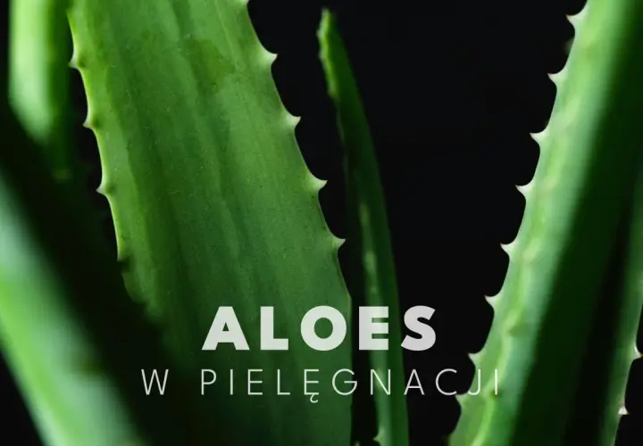 Zielone liście aloesu z ząbkowanymi brzegami. Aloes na twarz to naturalny sposób na nawilżenie i ukojenie skóry.