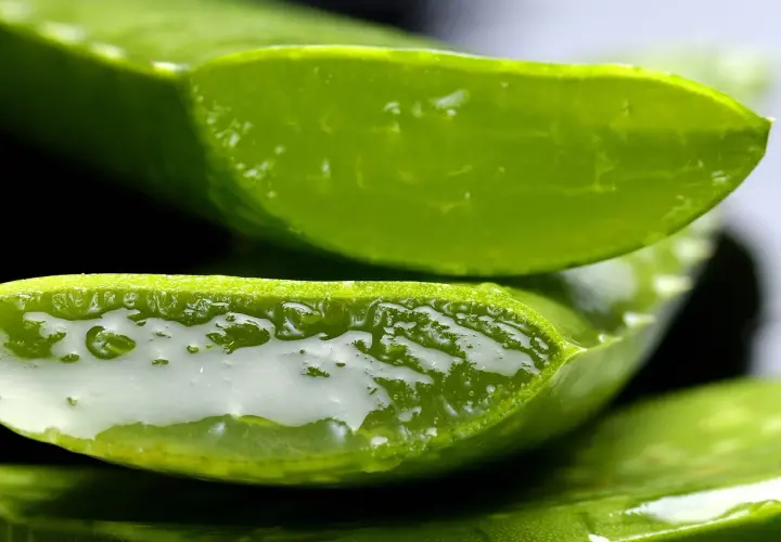 Przekrojony aloes z widocznym, żelowym miąższem. Aloes na co pomaga? Na nawilżenie i regenerację skóry.