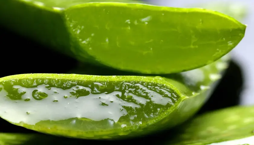 Przekrojony aloes z widocznym, żelowym miąższem. Aloes na co pomaga? Na nawilżenie i regenerację skóry.