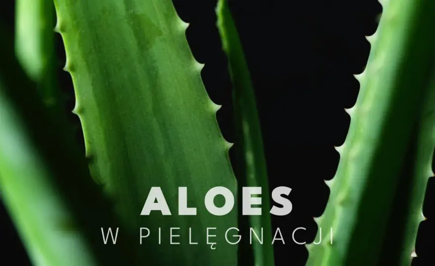 Aloes na twarz - jak stosować? Unikaj błędów i zyskaj!