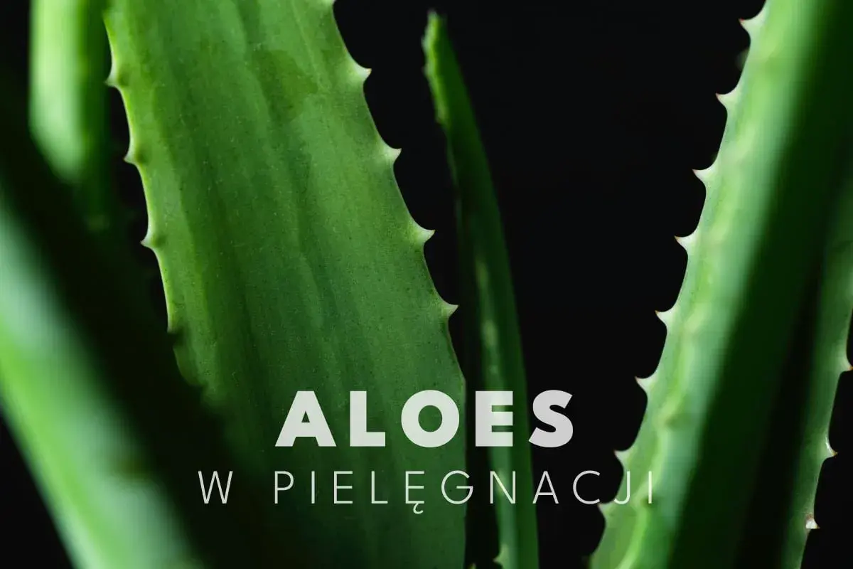 Zielone liście aloesu z ząbkowanymi brzegami. Aloes na twarz to naturalny sposób na nawilżenie i ukojenie skóry.