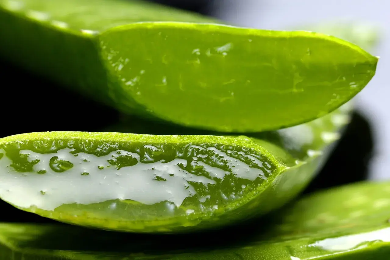 Przekrojony aloes z widocznym, żelowym miąższem. Aloes na co pomaga? Na nawilżenie i regenerację skóry.